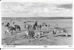 ZEBRA - ZEBRE   - EAST AFRICAN GAME - Other & Unclassified