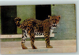 13022231 - Zoo Nr. 1357 - B- Jaguar Senor - Otros & Sin Clasificación