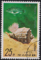 1977 Korea (Nord-) ⵙ Mi:KP 1671, Sn:KP 1621, Yt:KP 1470, Sg:KP 1650, Veined Rapa Whelk (Rapana Thomasiana) - Corea Del Norte