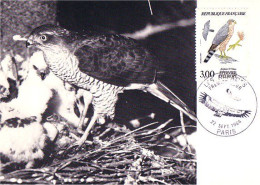 A40 307 Carte Maximum Epervier Falcon - Birds