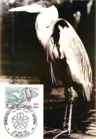 A40 273 Carte Maximum Héron Cendré Grey Heron - Uccelli