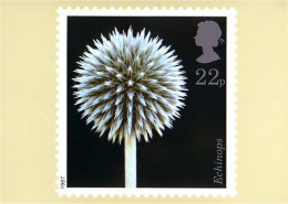 A40 147 CP Echinops - Other & Unclassified