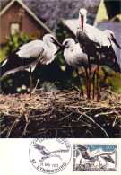 A40 74 Carte Maximum Cigognes Oiseau Bird - Cicogne & Ciconiformi