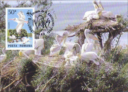 A40 2 Carte Maximum Pelican Pélican Pelikan WWF Oiseau Bird  - Autres & Non Classés