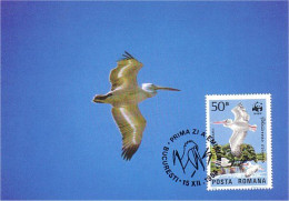 A40 1 Carte Maximum Pelican Pélican Pelikan Oiseau Bird WWF - Other & Unclassified
