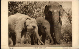 50471831 - Whipsnade Park - Elephants