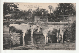 CP 71 Boeufs Charollais Dans La Semence Au Pont De Beaubery - Autres & Non Classés