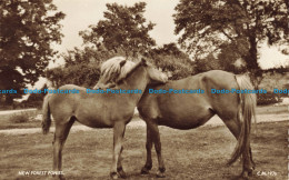 R650306 New Forest Ponies. Thunder And Clayden. Sun Ray Series. RP - Monde