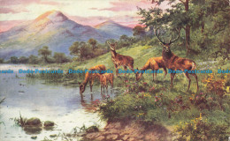 R648534 Deer In The Forest. J. Salmon - World