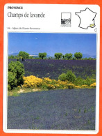 04 CHAMPS DE LAVANDE  Alpes Haute Provence PROVENCE Géographie Fiche Illustrée Documentée - Geografia