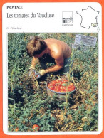 84 LES TOMATES DU VAUCLUSE Vaucluse  PROVENCE Géographie Fiche Illustrée Documentée - Géographie