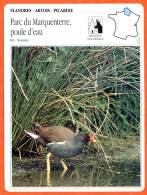 80 PARC DU MARQUENTERRE  POULE D'EAU  Somme  FLANDRES ARTOIS PICARDIE Géographie Fiche Illustrée Documentée - Géographie