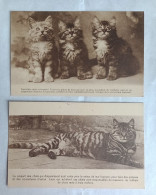 Lot De 2 CP SRPA. Chats / Cats. Société Royale Protectrice Des Animaux. SPA De Liège - Cats
