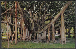 Hawaii, Honolulu, Indian Banyan Tree, Unused - Honolulu