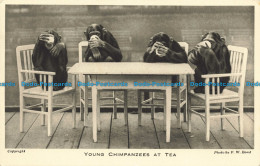 R650400 Young Chimpanzees At Tea. F. W. Bond. Zoological Society Of London - Altri & Non Classificati