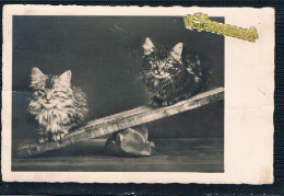 2 Chats - Cats - Katzen-   Poezen Op Wipplank - Katzen