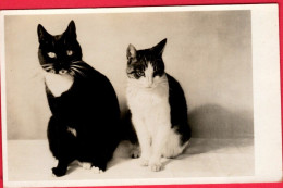 2 Chats-  Cats -katzen - 2 Poezen Zwart-wit - Chats
