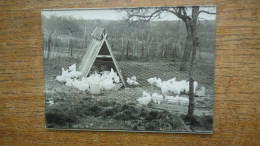 Les Abrets Où Environs : Isère , (années 50-60) Les Poules  ( Photo 18 X 13 Cm ) - Lieux