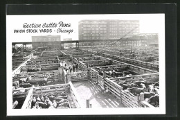 AK Chicago, IL, Section Cattle Pens, Union Stock Yards  - Chicago