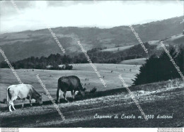Cd41 Cartolina Capanne Di Cosola Dintorni Provincia Di Alessandria Piemonte - Alessandria