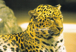 Leopard - Léopard - Luipaard - Leopardo - Leopardus - Cheetah - Animal - Animaux - Fauna - Faune - Autres & Non Classés