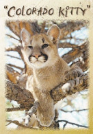 Montana - Cougar - Mountain Lion - Felis Concolor - Wildlife - Fauna - Other & Unclassified