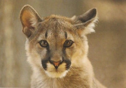 Montana - Cougar - Mountain Lion - Felis Concolor - Wildlife - Fauna - Other & Unclassified