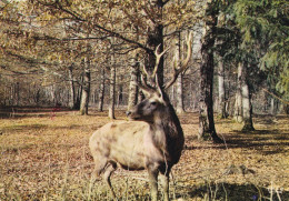 Roe - Deer - Fawn - Cerf - Hert - Hirsch - Cervo - Veado - Ciervo - Animal - Aunimaux - Tiere - Fauna - Faune - Autres & Non Classés