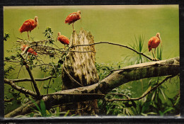 390bb * NEW YORK * BRONX ZOO * BRILLIANT SCARLET IBISES **!! - Other & Unclassified
