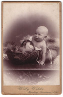 Fotografie Willy Wilcke, Hamburg, Steindamm 62, Lächelndes Baby In Körbchen Auf Fell  - Personnes Anonymes