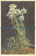 R650763 Edelweiss. Stehli. No. 965 - Monde