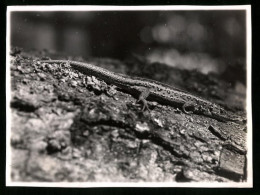 Fotografie Reptil - Eidechse, Datiert 1935  - Other & Unclassified