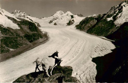 13961008 Eggishorn_2927m_VS Jungfrau Moench Eiger Grosser Aletschgletscher - Autres & Non Classés