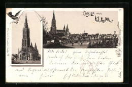 Lithographie Ulm, Panorama Mit Münster  - Ulm