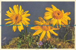 R652313 Arnica. Stehli. No. 668 - Monde