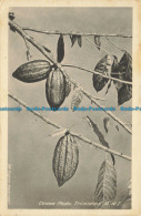 R651051 Trinidad. W. I. Cocoa Pods. Muir. Marshall - Monde