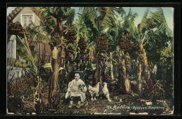 AK Madeira, Bananas Plantation  - Madeira