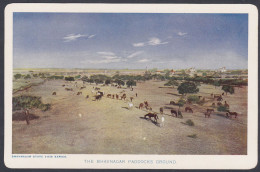 Inde India Bhavnagar Princely State Old Vintage Photocards? Postcard? Paddocks Ground, Horse, Horses, View Card Series - Inde