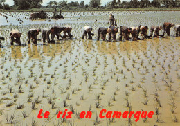 13-CAMARGUE-N°C-4343-B/0113 - Altri & Non Classificati