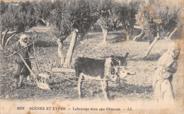 SCENES ET TYPES LABOURAGE DANS UNE OLIVERAIE  - Scènes & Types