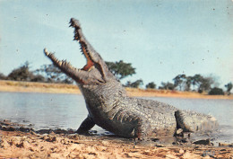 ALGERIE SCENES ET TYPES CROCODILE - Scenes