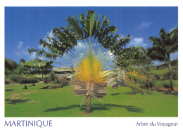 972-MARTINIQUE ARBRE DU VOYAGEUR-N°C-4348-C/0023 - Altri & Non Classificati