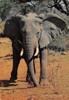 ALGERIE SCENES ET TYPES ELEPHANTS - Scènes & Types