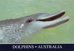 AUSTRALIE DAUPHINS - Other & Unclassified