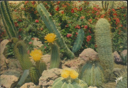 Sanary-Bandol - Jardin Exotique - Merveilleuse Floraison Des Cactus Rares Du Mexique - (P) - Sanary-sur-Mer