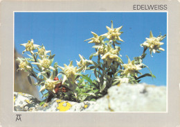 65-EDELWEISS-N°C-4353-B/0231 - Other & Unclassified