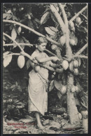 AK Ceylon, Gathering Cocoa, Frau Bei Der Kakaoernte  - Cultivation