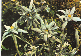 TH-FLEURS  EDELWEISS-N°C-4355-C/0311 - Flowers