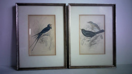 Blackbird & Songthrush (Plate 3) / Chimney Swallow (Plate 27). Zusammen 2 Teilcolorierte Kupfertafeln, Nach Stewart... - Non Classés