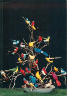 Colourful Birds - Birds